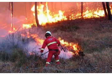 INCENDI BOSCHIVI
